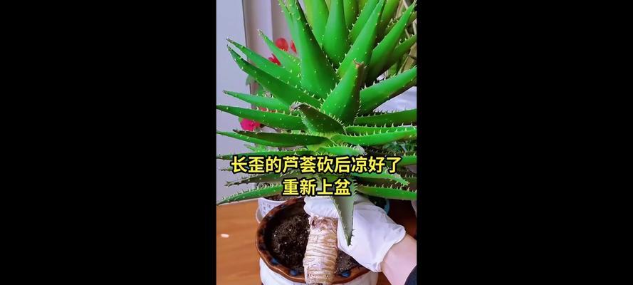 芦荟移盆的步骤和注意事项有哪些？