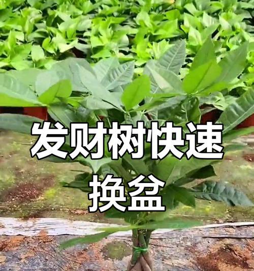 发财树换盆的最佳时机是什么时候？换盆后如何护理？