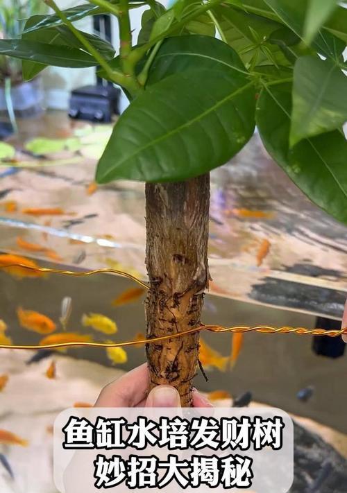 发财树换盆的最佳时机是什么时候？换盆后如何护理？