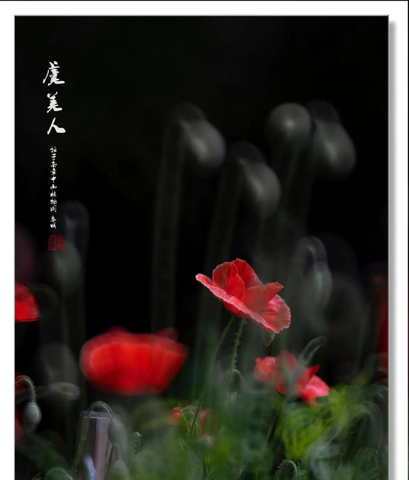 虞美人的花语有哪些？