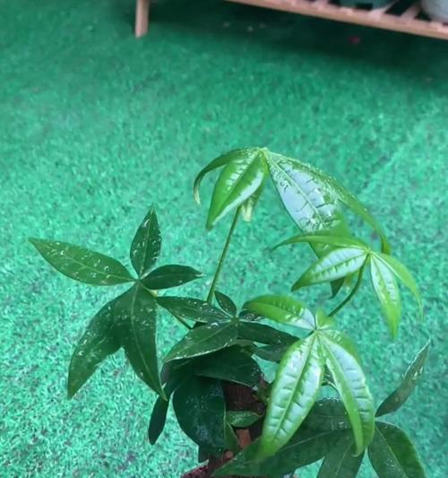 发财树换盆的最佳时机是什么时候？换盆后如何护理？
