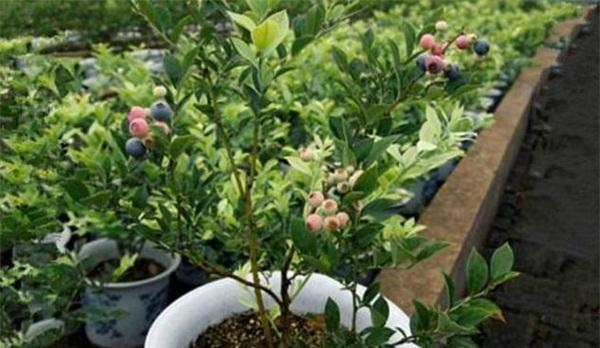 钻石翡翠盆栽种植要点是什么？如何确保其茁壮成长？