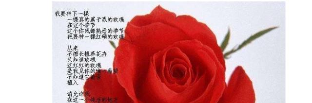 郑小妹玫瑰花语的含义是什么？