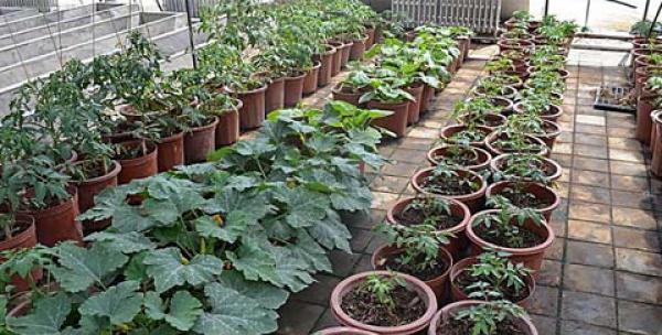 钻石翡翠盆栽种植要点是什么？如何确保其茁壮成长？