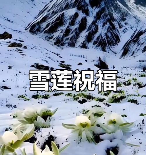 哪种花象征着梦想和希望？