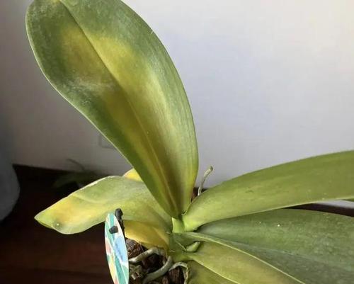 有哪些植物的根部像大蒜叶子像兰花？它们的养护方法是什么？