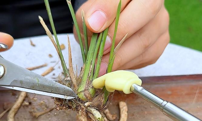 有哪些植物的根部像大蒜叶子像兰花？它们的养护方法是什么？