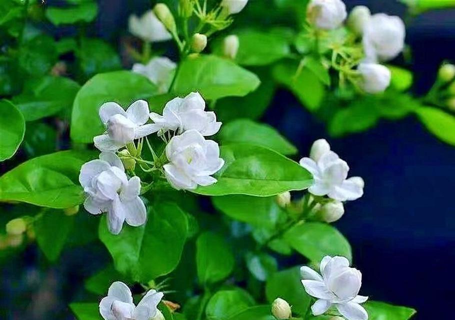 茉莉开在洱海边的花语是什么？它有什么特别含义？
