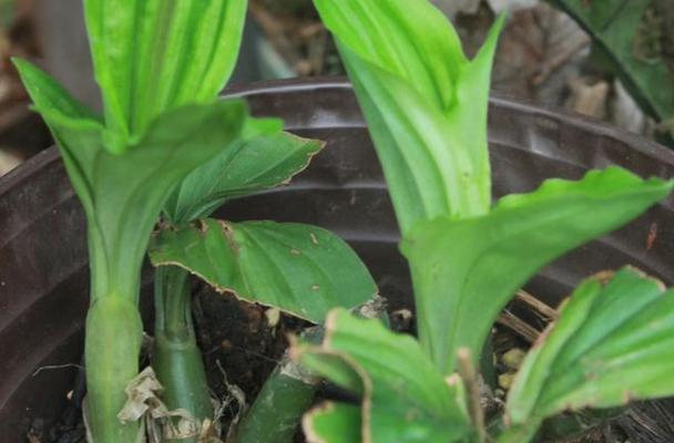 有哪些植物的根部像大蒜叶子像兰花？它们的养护方法是什么？