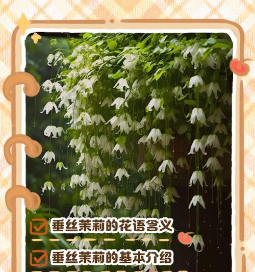茉莉开在洱海边的花语是什么？它有什么特别含义？