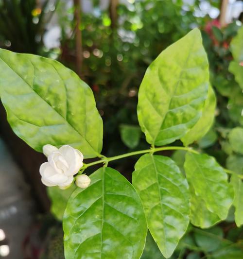 茉莉开在洱海边的花语是什么？它有什么特别含义？