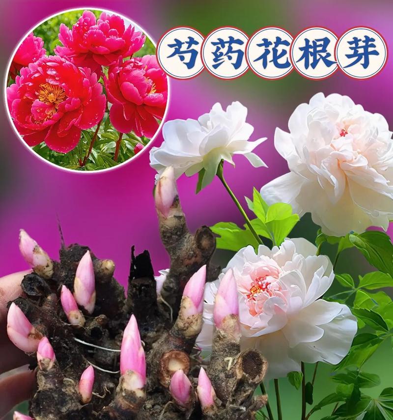芍药花的养殖方法是什么？如何让芍药花开得更美？