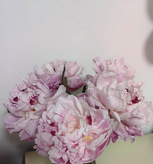 芍药花的养殖方法是什么？如何让芍药花开得更美？