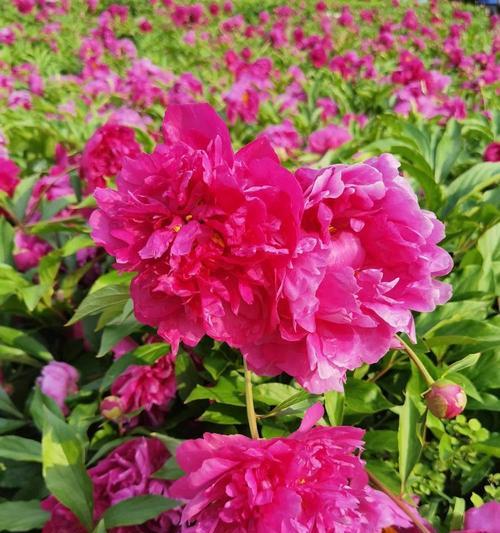 芍药花的养殖方法是什么？如何让芍药花开得更美？