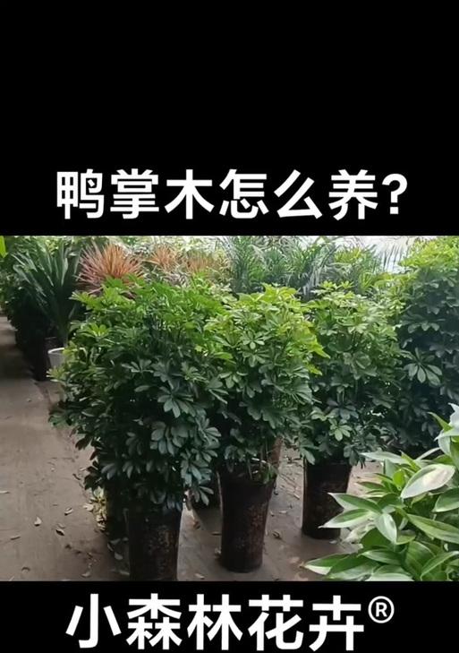 鹅掌木掉叶子怎么办？如何解决鹅掌木的叶子问题？