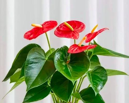 红掌花家庭养殖技巧是什么？需要注意什么？