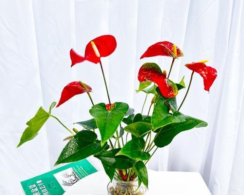 红掌花家庭养殖技巧是什么？需要注意什么？