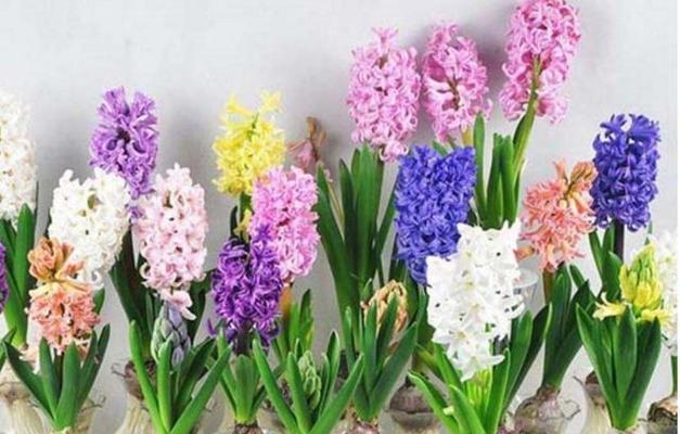 风信子的养殖技巧是什么？如何让风信子开花？