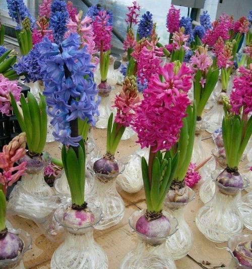 风信子的养殖技巧是什么？如何让风信子开花？