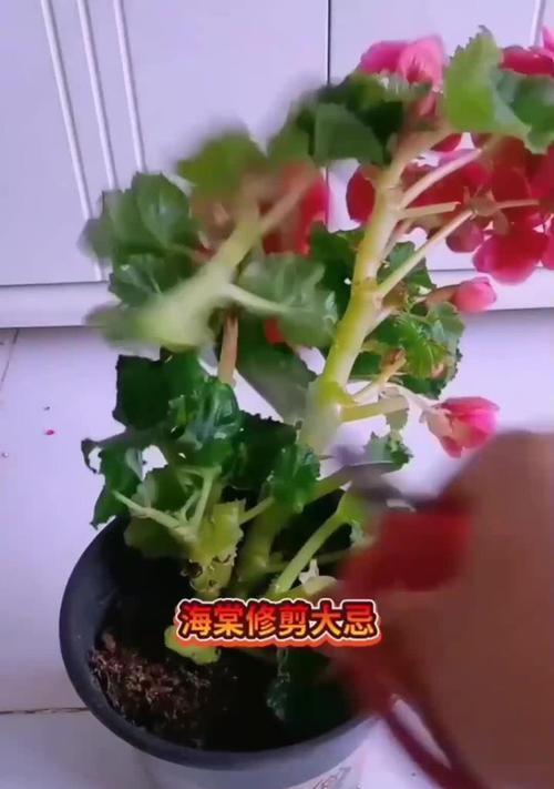 花卉修剪的最佳时机是什么时候？修剪花卉有哪些技巧？