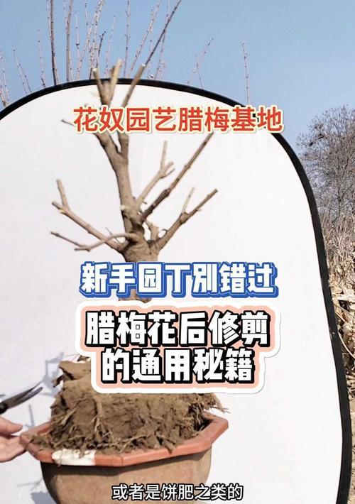花卉修剪的最佳时机是什么时候？修剪花卉有哪些技巧？