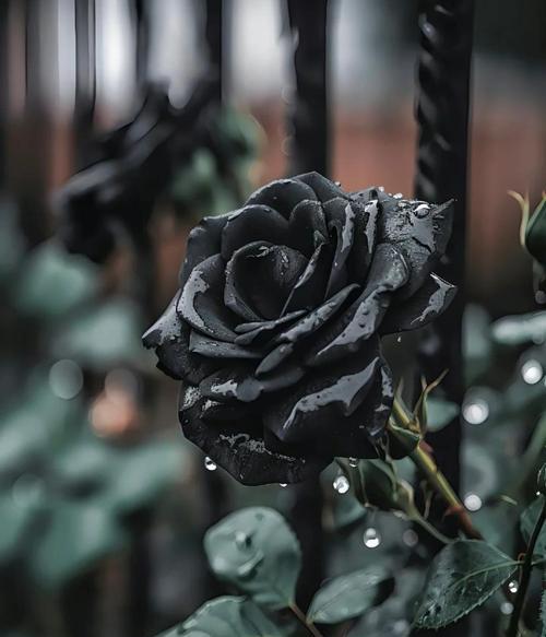 可乐黑玫瑰花语是什么意思？这种花的特别之处在哪里？