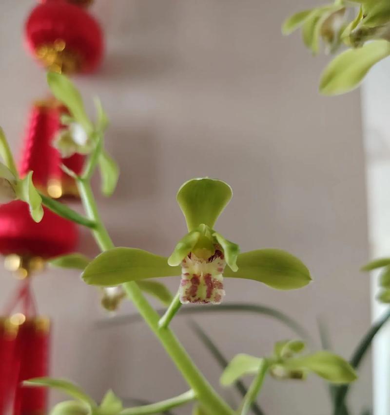 大蕙兰的花语诗句有哪些？它们代表什么意思？