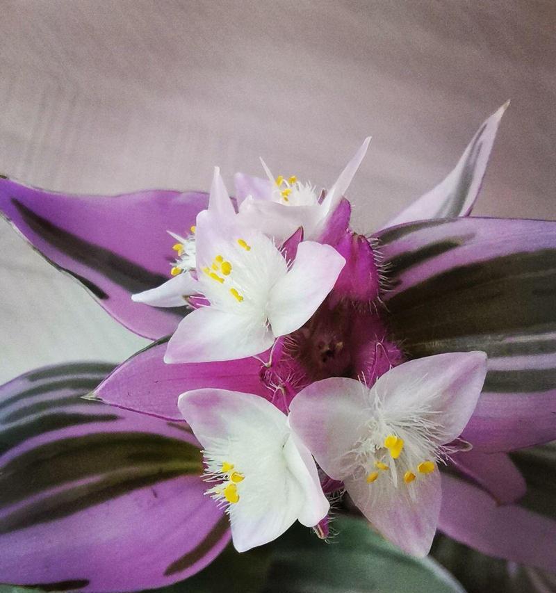 小百花的花语与生肖有何关联？