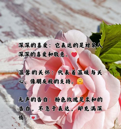玫瑰花代表礼貌的含义是什么？玫瑰花语中礼貌的象征是什么？