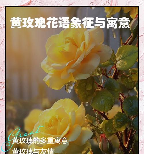 玫瑰花代表礼貌的含义是什么？玫瑰花语中礼貌的象征是什么？