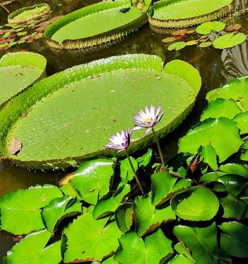 水生绿色植物的分类和特点是什么？