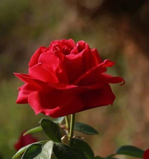 红色玫瑰花的拧法含义是什么？拧花时应注意什么？