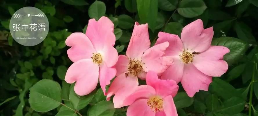 惦记别家的花语有何深层含义？