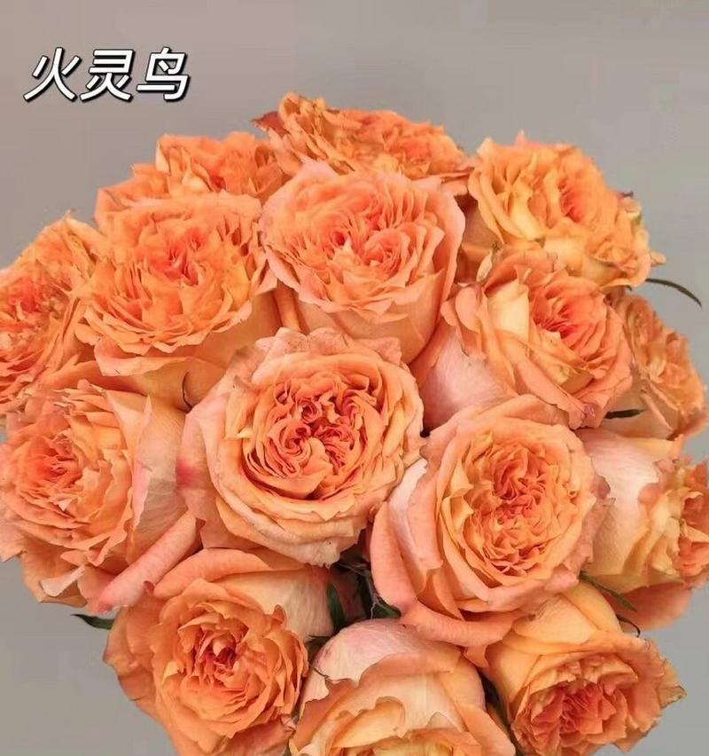 橘子玫瑰花语是什么？橘子玫瑰的特殊含义是什么？