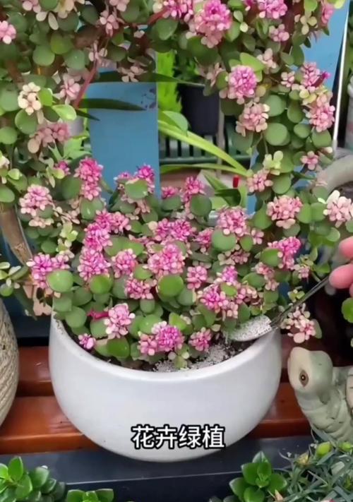 技子花怎么养？技子花的养殖方法有哪些？