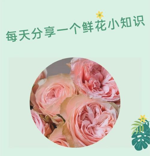 橘子玫瑰花语是什么？橘子玫瑰的特殊含义是什么？