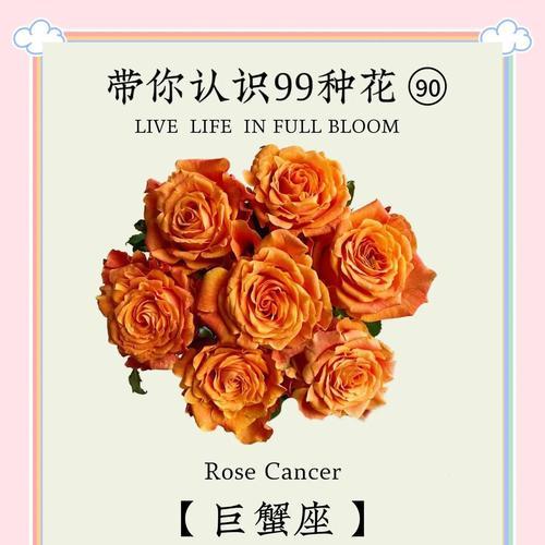 橘子玫瑰花语是什么？橘子玫瑰的特殊含义是什么？