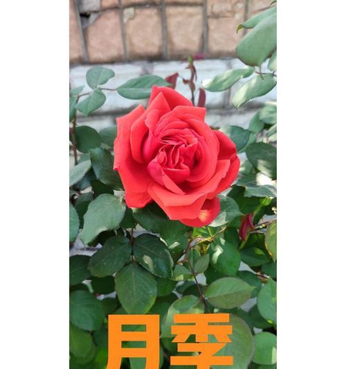月季芍药的花语代表了什么？