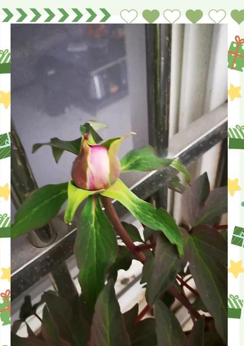 绯牡丹的养殖技巧有哪些？绯牡丹的生长环境要求是什么？