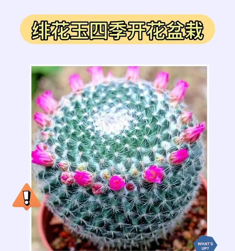 绯牡丹的养殖技巧有哪些？绯牡丹的生长环境要求是什么？