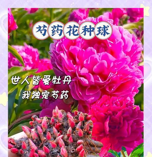 月季芍药的花语代表了什么？