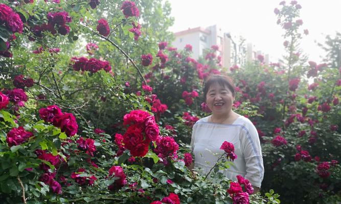 月季芍药的花语代表了什么？