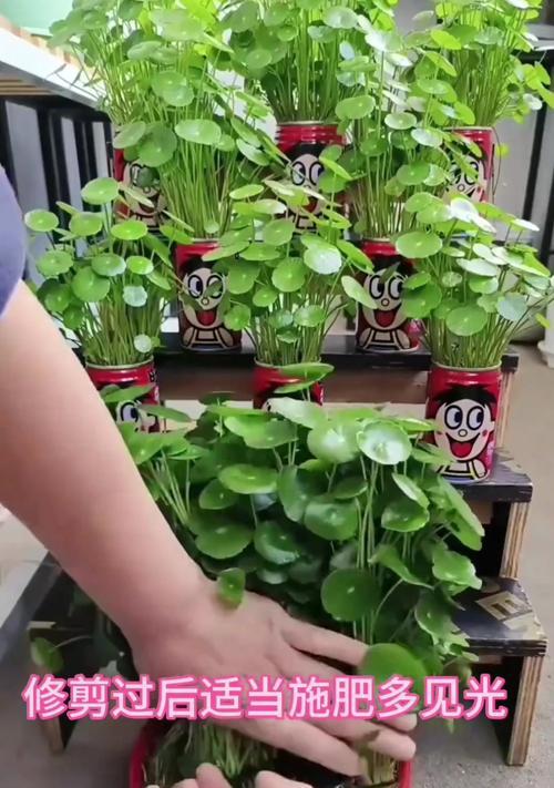 铜钱草开花后如何修剪？修剪的正确方法是什么？