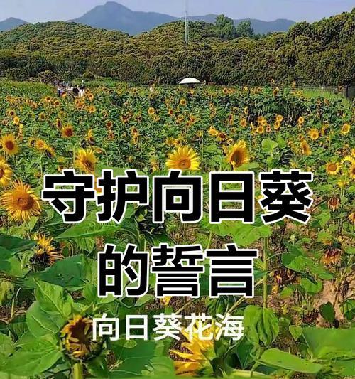 约定的花的花语是什么？这种花的寓意有哪些？