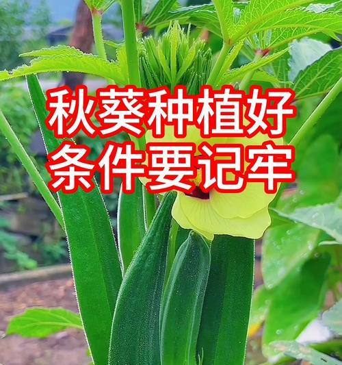 秋葵的种植技巧有哪些？如何确保秋葵高产？