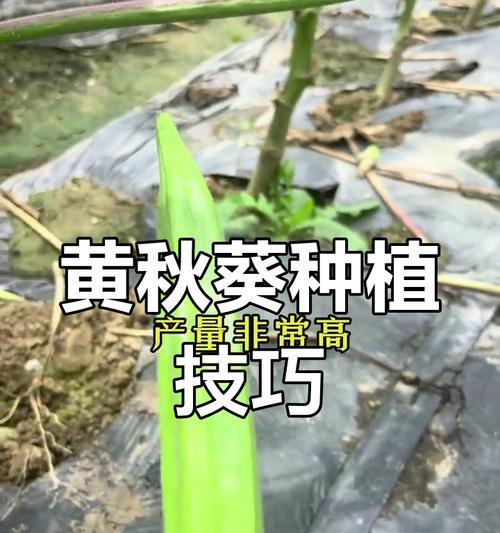 秋葵的种植技巧有哪些？如何确保秋葵高产？