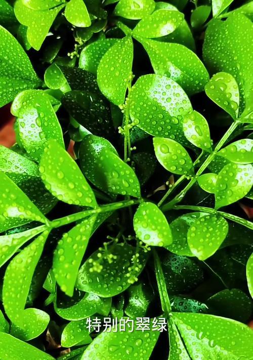 米兰植物需要哪种肥料？施肥时应注意什么？