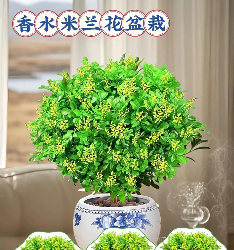 米兰植物需要哪种肥料？施肥时应注意什么？