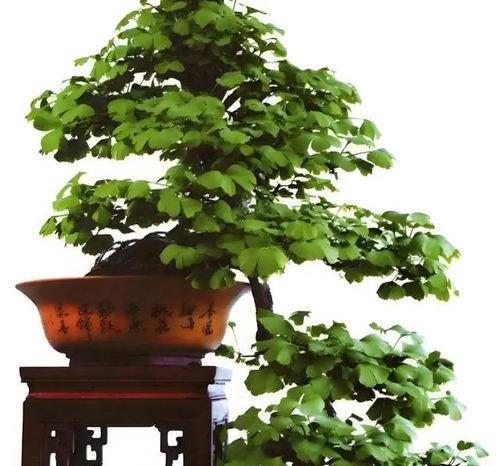 银杏树高压繁殖做盆景怎么样？有哪些技巧？