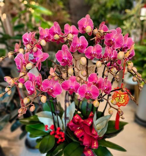 蝶舞花的花语代表了什么？